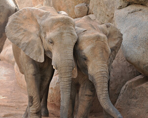 Naklejka premium African Elephant in a natural environment