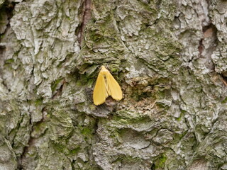 Macrophotograph a large beautiful butterfly with beige-Golden wings sits on a birch bark covered...