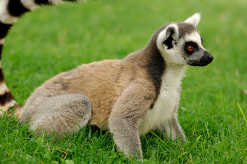 Lemur on a green meadow - Madagaskar