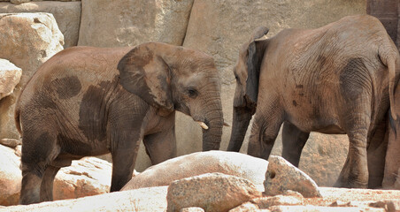 Obraz premium African Elephant in a natural environment