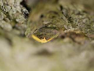 Macrophotograph a large beautiful butterfly with beige-Golden wings sits on a birch bark covered...