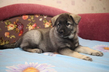 Little three month old gray Norwegian husky puppies.