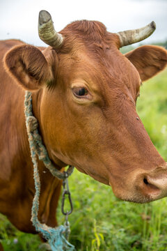 A brown cow eats grass in a meadow in spring.