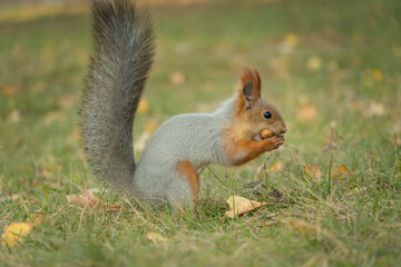 Naklejka na ściany i meble A squirrel with a fluffy tail nibbles nut. Wild nature, gray squirrel in the autumn forest. Squirrel eats close-up. Zoology, mammals, nature. Small rodent. The squirrel changes color by winter.