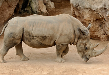 Fototapeta premium Big black rhinoceros in a natural environment