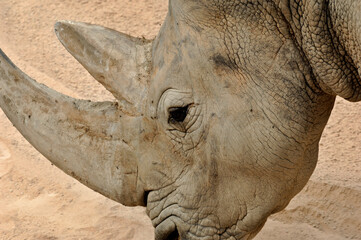 Obraz premium Big black rhinoceros in a natural environment