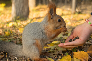 Holding out a hand with seeds to a squirrel. A squirrel with a fluffy tail nibbles seeds. Squirrel eats close-up. Zoology, mammals, nature. Small rodent. The squirrel changes color by winter.