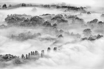 Fototapeta premium Autumn forest wrapped by mist