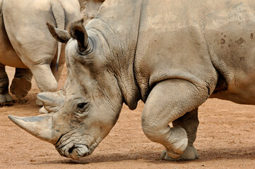 Big black rhinoceros in a natural environment