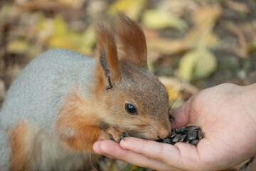 Feed the squirrel with seeds. A squirrel with a fluffy tail nibbles seeds. Wild nature. Squirrel eats close-up. Zoology, mammals, nature. Small rodent. The squirrel changes color by winter.