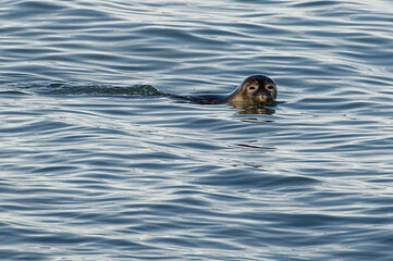 Fototapeta premium Ringed Seal (Pusa hispida) in Spitsbergen Island, Svalbard