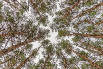 Look up into the treetops. Bottom view background. Treetops framing the sky. The tops of the pines From Low Angle. Coniferous forest. Tall prickly pines. Tree trunk