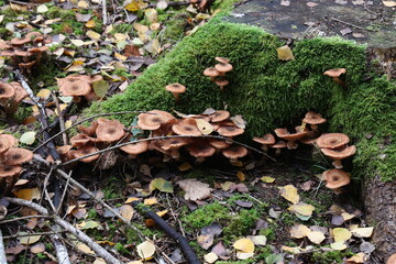 Autumn mushrooms grow in the forest on a stump