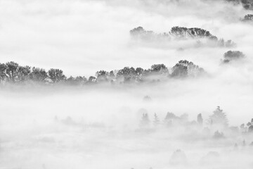 Autumn forest wrapped by mist, black and white landscape