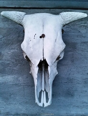 Old cow skull nailed to the board.