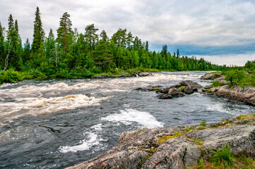 Stormy rapids river against the background of forest