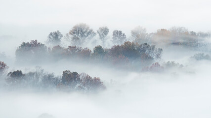 Autumn forest wrapped by fog at morning