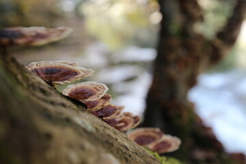 チャカイガラタケ　Daedaleopsis tricolor