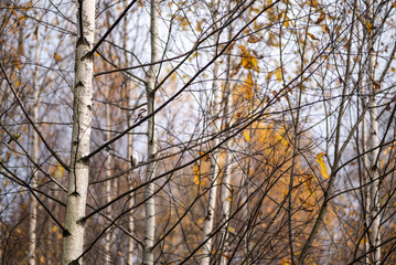 colorful yellow leaves on birch trees in grove in autumn season