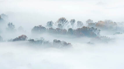 Autumn forest wrapped by mist at morning