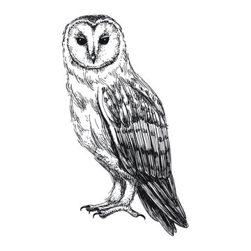 Barn owl sketch isolated on white background. Vintage tyto bird vector illustration.