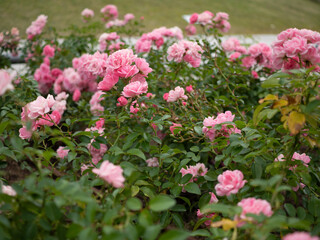 Fototapeta premium pink flowers in the garden