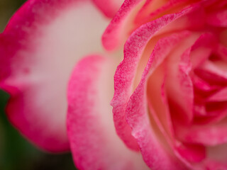 close up of pink rose