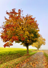 Naklejka premium autumn in the park