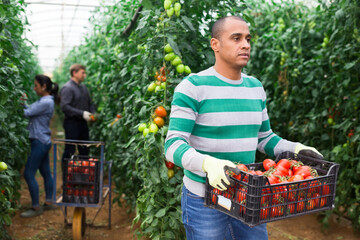 Latin American man engaged in tomatoes harvesting in farm hothouse in springtime, carrying box with gathered vegetables