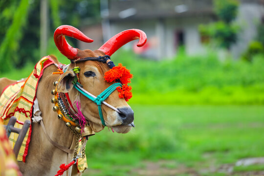 Indian pola festival , Pola is a festival respecting bulls and oxen which  is celebrated by farmers in Maharashtra and all over India Stock Photo |  Adobe Stock