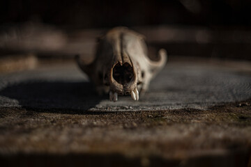 Craneo de animal, calavera puesta sobre un tronco en le bosque