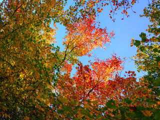 Red, yellow, and green vibrant foliages on blue sky background
