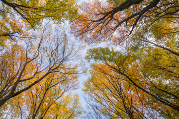 Top of trees of autumn forest in the colors of autumn