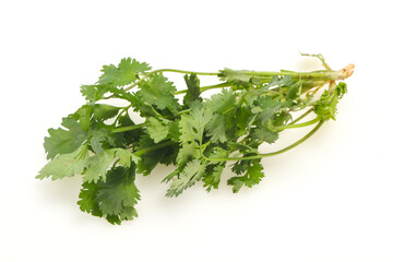 Fresh ripe  Green cilantro leaves