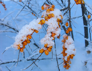 Winter Barberry