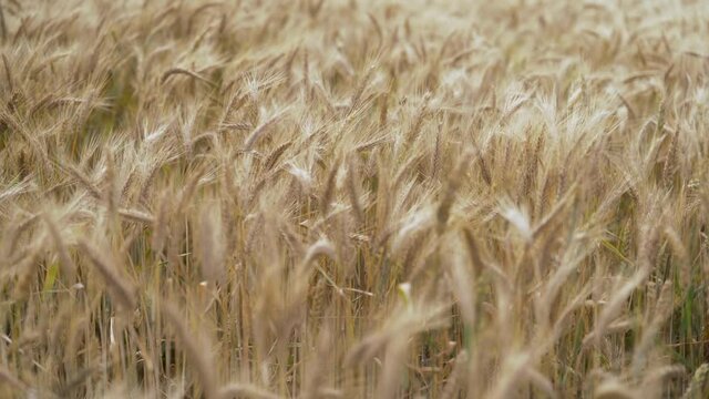 Field of wheat swaing in the wind