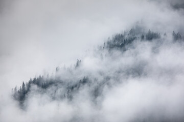 Pine forest covered in fog on a cold autumn morning, Dark tone image. Foggy mountain landscape with misty forest