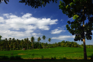 Obraz premium Beautiful rice paddy field in Jatisari, Bali, Indonesia