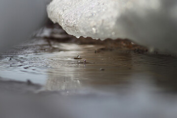 Photo of spring melting snow and drops falling on the water surface