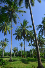 Row of coconut trees at countryside in Bali Island, Indonesia.