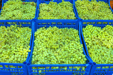 Ripe grapes in wooden boxes. Local produce at the autumn farmers' market.