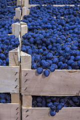 Ripe grapes in wooden boxes. Local produce at the autumn farmers' market.