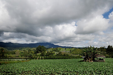 Fototapeta na wymiar Lush vegetables garden in a countryside in Karo regency, North Sumatra, Indonesia.