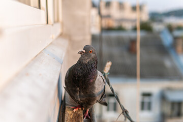 A hungry street black and grey pigeon with orange eyes is sitting on a porch and looking curiously