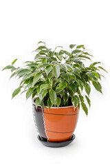young ficus in pot isolated on white.