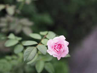 pink rose flower arrangement Beautiful bouquet on blurred of nature background symbol love Valentine Day beautiful in nature