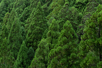 Fototapeta na wymiar 杉の森