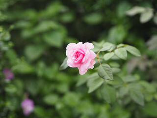 pink rose flower arrangement Beautiful bouquet on blurred of nature background symbol love Valentine Day beautiful in nature