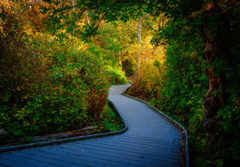 Curved Boardwalk in the Maple Forest on Cape Cod in Autumn Woods