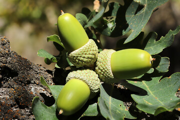 Fresh and young acorn on the tree © Kybele